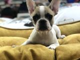 Vonalp Pet Garanti̇li̇ French Bulldog Yavrularimiz
