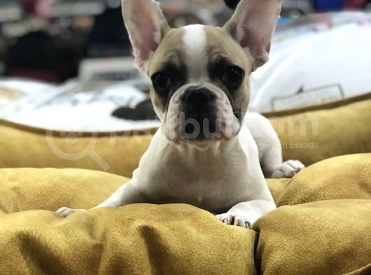 Vonalp Pet Garanti̇li̇ French Bulldog Yavrularimiz görsel