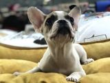 Vonalp Pet Garanti̇li̇ French Bulldog Yavrularimiz