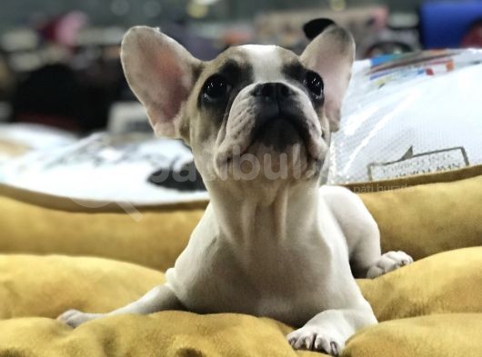 Vonalp Pet Garanti̇li̇ French Bulldog Yavrularimiz görsel