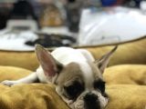 VONALP PET GARANTİLİ FRENCH BULLDOG YAVRULARIMIZ