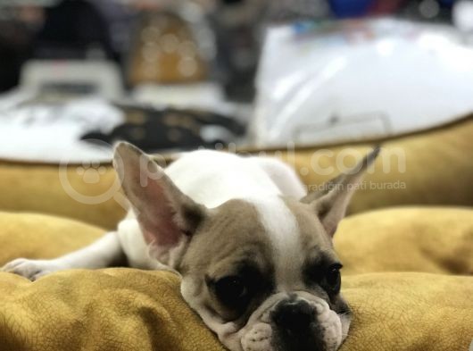 Vonalp Pet Garanti̇li̇ French Bulldog Yavrularimiz