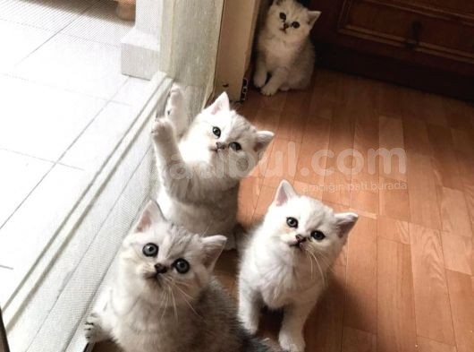 Vonalp Pet Garanti̇li̇ Bri̇ti̇sh Shorthai̇r Yavrularimiz görsel