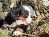 Bernese Mountai̇n Dog Yavrulari̇