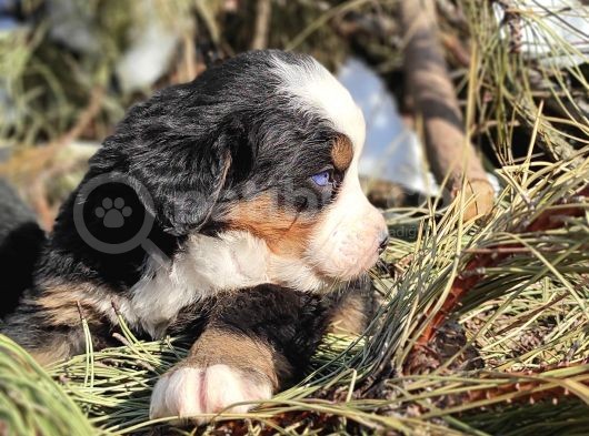 Bernese Mountai̇n Dog Yavrulari̇ görsel