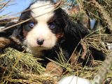 Bernese Mountai̇n Dog Yavrulari̇