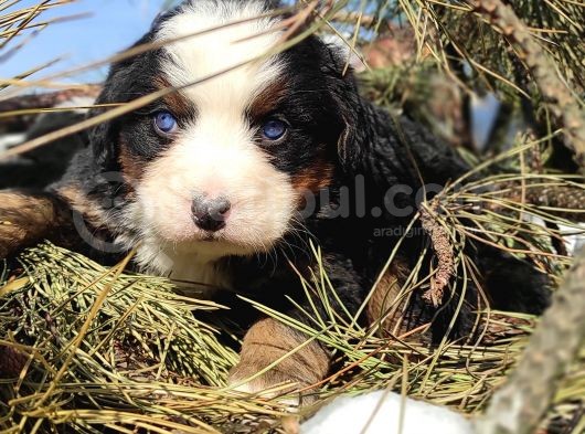 Bernese Mountai̇n Dog Yavrulari̇ görsel