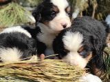 Bernese Mountai̇n Dog Yavrulari̇