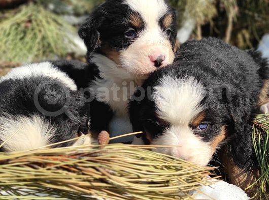 Bernese Mountai̇n Dog Yavrulari̇ görsel