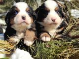 Bernese Mountai̇n Dog Yavrulari̇