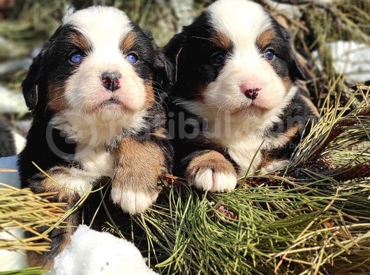 Bernese Mountai̇n Dog Yavrulari̇ görsel