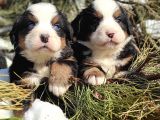 Bernese Mountai̇n Dog Yavrulari̇