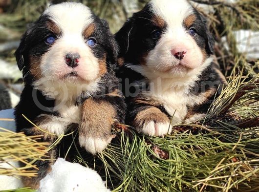 Bernese Mountai̇n Dog Yavrulari̇ görsel