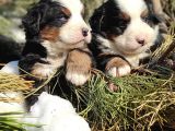 Bernese Mountai̇n Dog Yavrulari̇
