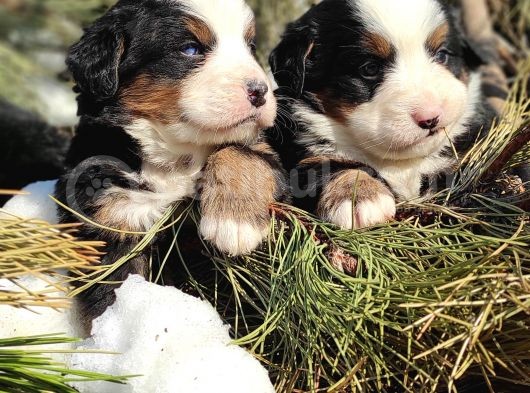Bernese Mountai̇n Dog Yavrulari̇ görsel