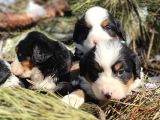 Bernese Mountai̇n Dog Yavrulari̇