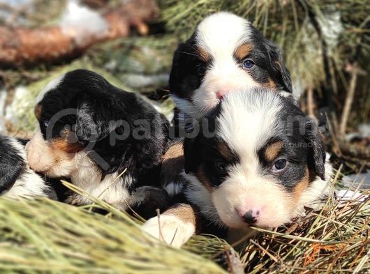 Bernese Mountai̇n Dog Yavrulari̇ görsel