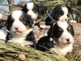 BERNESE MOUNTAİN DOG YAVRULARİ