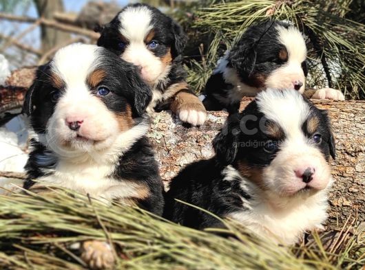 Bernese Mountai̇n Dog Yavrulari̇