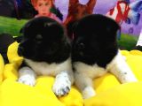 VONALP PET GARANTİLİ aKİTA INU YAVRULARIMIZ