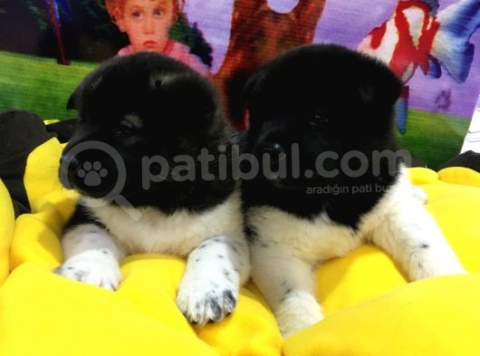 Vonalp Pet Garanti̇li̇ Aki̇ta Inu Yavrularimiz