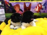 Vonalp Pet Garanti̇li̇ Aki̇ta Inu Yavrularimiz