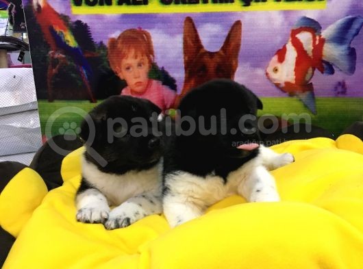 Vonalp Pet Garanti̇li̇ Aki̇ta Inu Yavrularimiz görsel