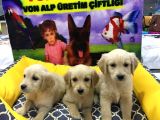 VONALP PET GARANTİLİ GOLDEN RETRİEVER YAVRULARIMIZ