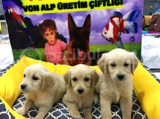Vonalp Pet Garanti̇li̇ Golden Retri̇ever Yavrularimiz