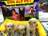 Vonalp Pet Garanti̇li̇ Golden Retri̇ever Yavrularimiz