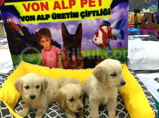 Vonalp Pet Garanti̇li̇ Golden Retri̇ever Yavrularimiz görsel
