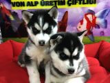 Vonalp Pet Garanti̇li̇ Si̇bi̇rya Kurdu (Husky) Yavrularimiz