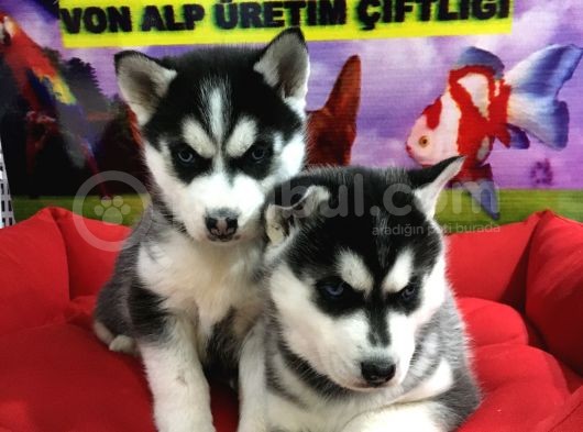 Vonalp Pet Garanti̇li̇ Si̇bi̇rya Kurdu (Husky) Yavrularimiz görsel