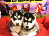 VONALP PET GARANTİLİ SİBİRYA KURDU (HUSKY) YAVRULARIMIZ