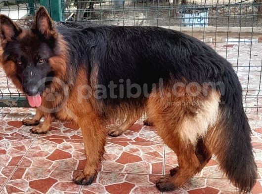 Tüylü Long Hair Alman Kurdu Yavrularimiz