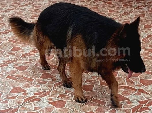 Tüylü Long Hair Alman Kurdu Yavrularimiz görsel