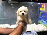 Vonalp Pet Garanti̇li̇ Malti̇poo Yavrularimiz