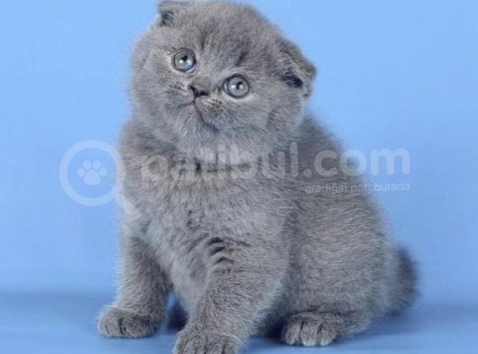 Kulaksiz Gri̇ Scottish Fold