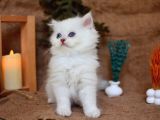 MUHTEŞEM SILVER NS1133 BRITISH LONGHAIR