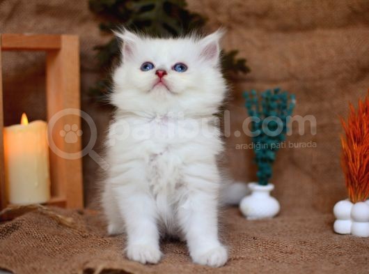 Muhteşem Silver Ns1133 British Longhair görsel