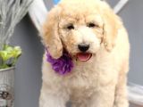 Dev Boy Standart Poodle Bebekler