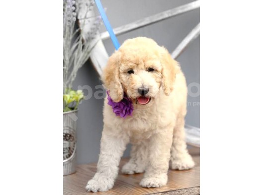 Dev Boy Standart Poodle Bebekler görsel