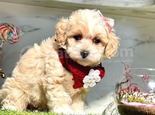 Sevi̇mli̇ Malti̇po Yavrular görsel