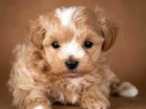 Muazzam Kali̇teli̇ Malti̇poo Yavrulari