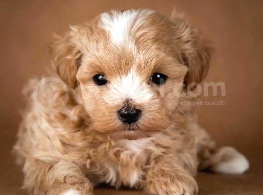 Muazzam Kali̇teli̇ Malti̇poo Yavrulari görsel