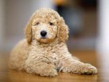 Dev Boy Standart Poodle Bebekler