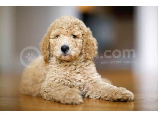 Dev Boy Standart Poodle Bebekler