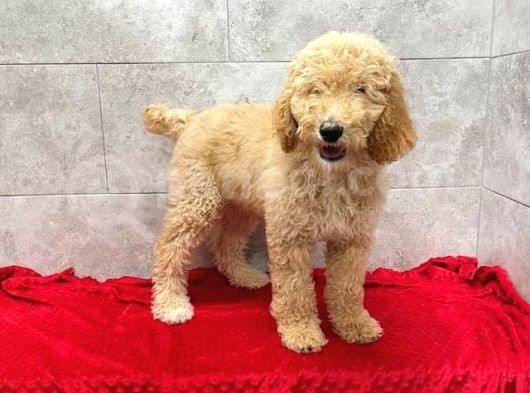 Dev Boy Standart Poodle Bebekler görsel