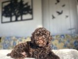 Chocolate Nadi̇r Renk Toy Poodle Aşili