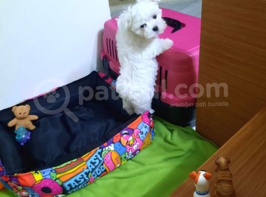 Kore Kan Maltese Yavrularım görsel